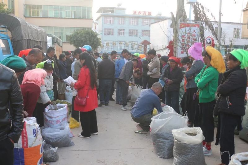关于三村乡：春茶“抢鲜”上市 助力茶农增收的资讯