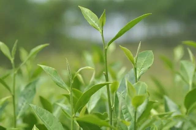 关于大佛龙井:春茶上市晚了点,品质好了点,每斤干茶上涨100元左右的相关内容