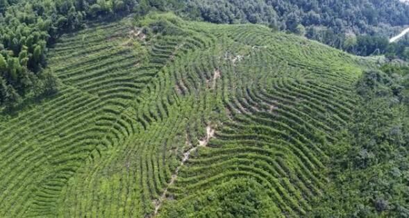 有关于太湖县晋熙镇程岭村:大力发展茶产业 助力乡村振兴的相关内容