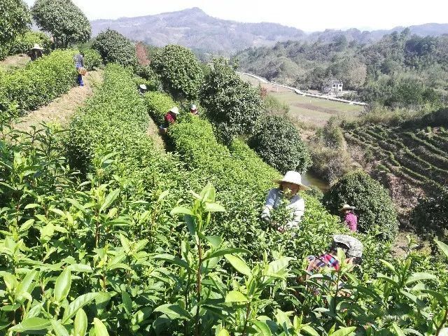 关于安徽春茶今年大概率“迟到”:低温雨雪是主因的信息