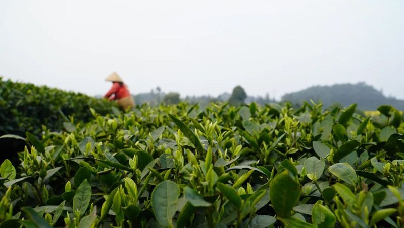 有关于乐山市:春风十里满山青,春茶采摘正当时!的资讯