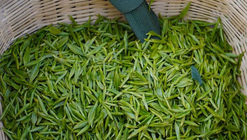 有关于乐山市:春风十里满山青,春茶采摘正当时!的资讯(4)