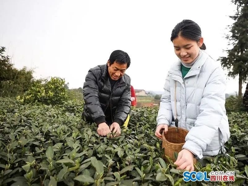 关于川茶集团的新闻