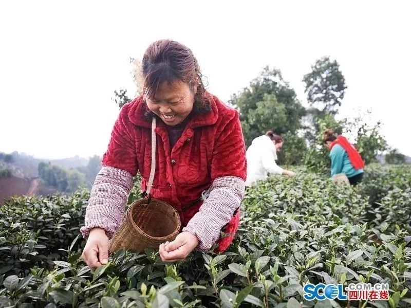 关于川茶集团的新闻(1)