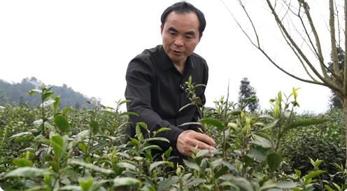 关于春茶即将大规模生产,茶企全力备战春茶生产的新闻