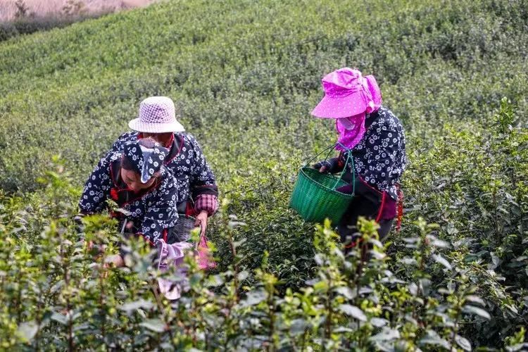 关于共赴一场茶的盛会,福泉山春茶正式开采的信息(1)