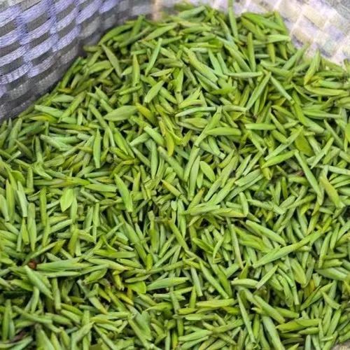 关于共赴一场茶的盛会,福泉山春茶正式开采的信息(2)
