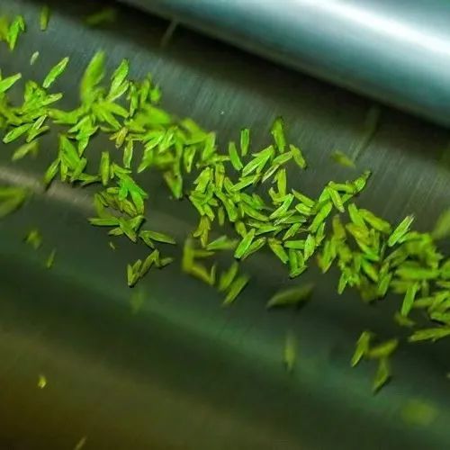 关于共赴一场茶的盛会,福泉山春茶正式开采的信息(3)