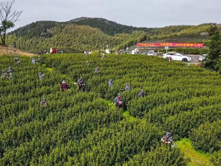 关于共赴一场茶的盛会,福泉山春茶正式开采的信息