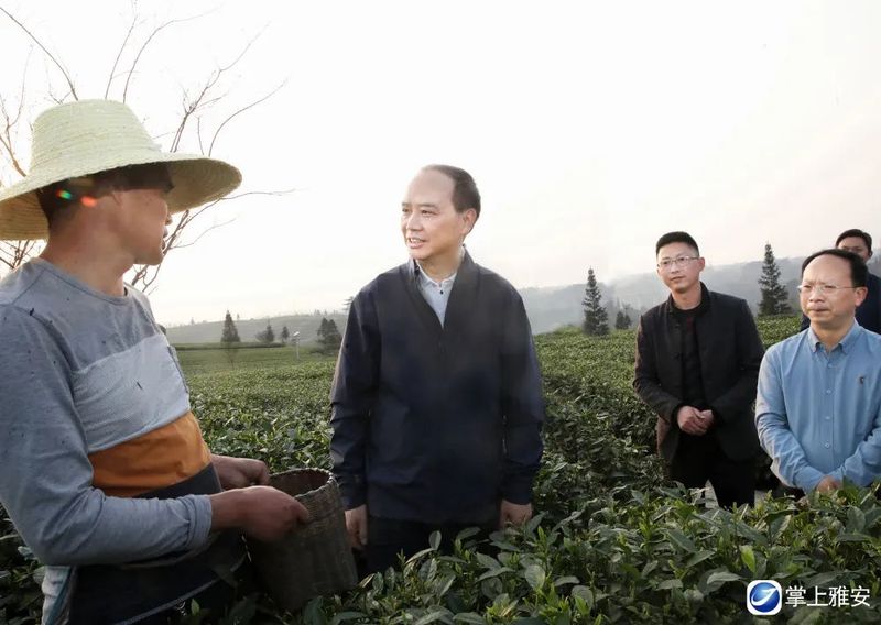 有关于李酌在调研春茶生产工作时强调:做响雅茶品牌 振兴雅茶产业的消息(1)
