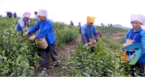 有关于一周热门:各地春茶行情、茶艺培训教材、大益7542、中茶熊猫贡沱的新闻(1)
