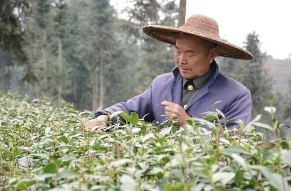 有关于一周热门:各地春茶行情、茶艺培训教材、大益7542、中茶熊猫贡沱的新闻(2)