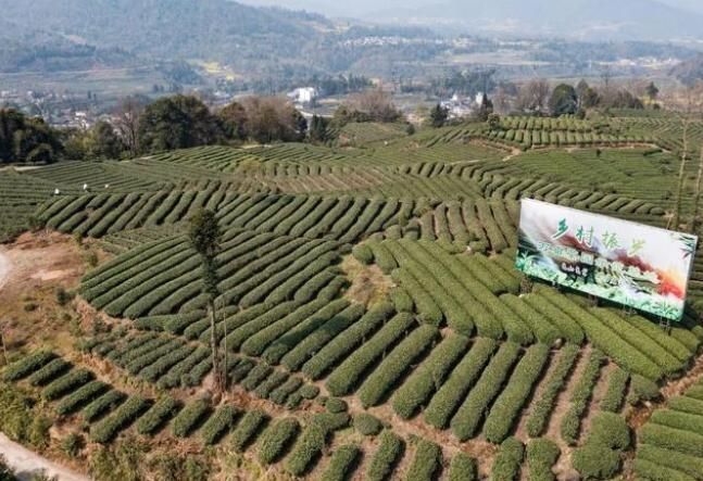 有关于天全县:春茶采摘忙忙忙的最新消息