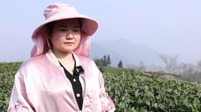 有关于天全县:春茶采摘忙忙忙的最新消息(1)