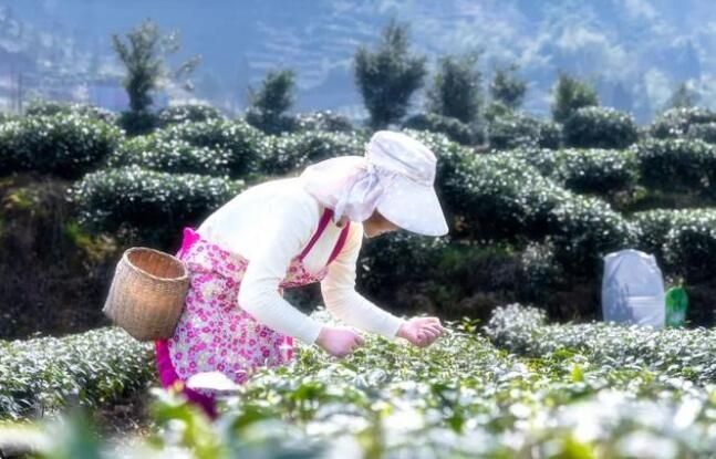 有关于天全县:春茶采摘忙忙忙的最新消息(2)