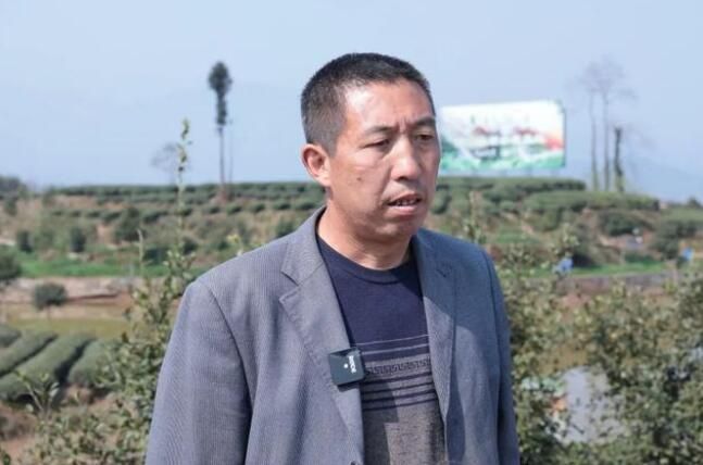 有关于天全县:春茶采摘忙忙忙的最新消息(3)