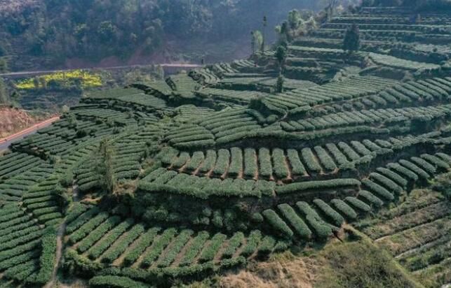 有关于天全县:春茶采摘忙忙忙的最新消息(4)
