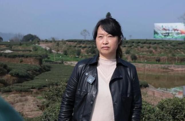 有关于天全县:春茶采摘忙忙忙的最新消息(6)