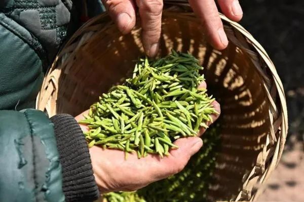 有关于“恩施硒茶”迎来首轮春采的新闻(2)
