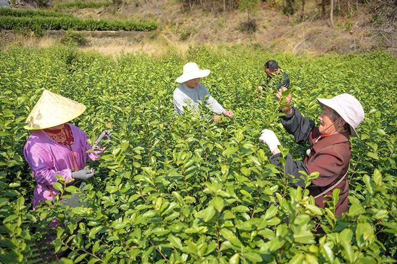有关于春茶飘香,岳西茶叶大镇抢 “鲜”开园采摘的消息