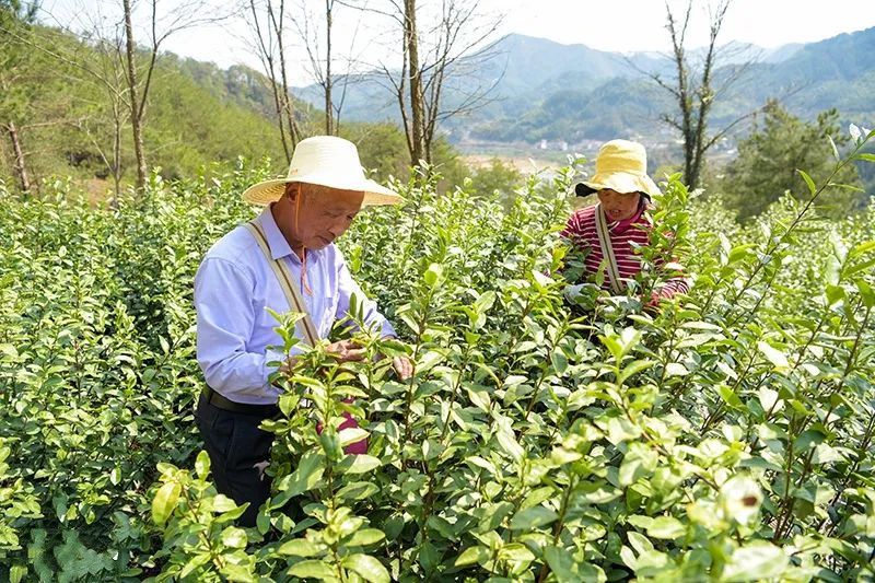 有关于春茶飘香,岳西茶叶大镇抢 “鲜”开园采摘的消息(2)