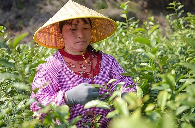 有关于春茶飘香,岳西茶叶大镇抢 “鲜”开园采摘的消息(3)