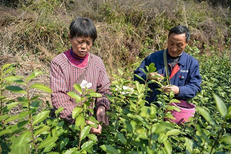 有关于春茶飘香,岳西茶叶大镇抢 “鲜”开园采摘的消息(1)