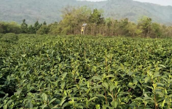 有关于安徽博望红阳茶山致富千亩茶园助力乡村振兴的新闻