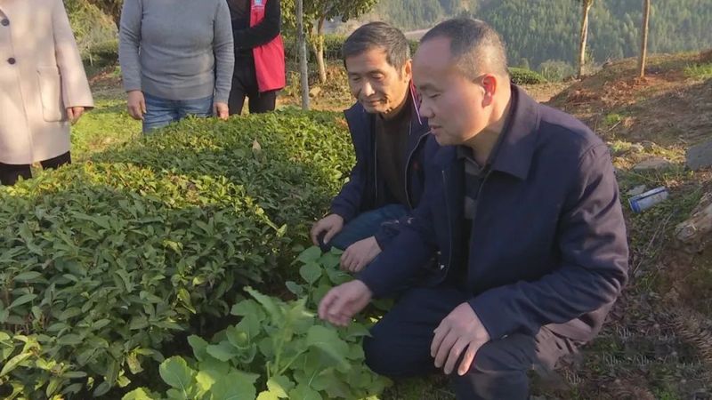 关于助推生态茶园建设 ,专家支招“把脉”春茶的相关信息(2)