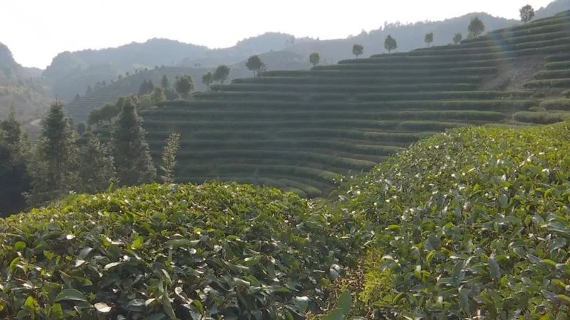 关于助推生态茶园建设 ,专家支招“把脉”春茶的相关信息(3)