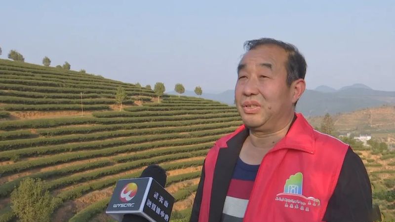 关于助推生态茶园建设 ,专家支招“把脉”春茶的相关信息(4)