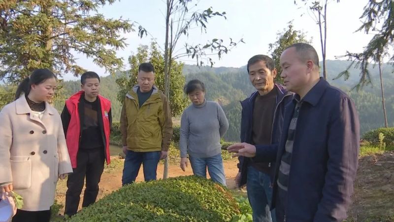 关于助推生态茶园建设 ,专家支招“把脉”春茶的相关信息(1)