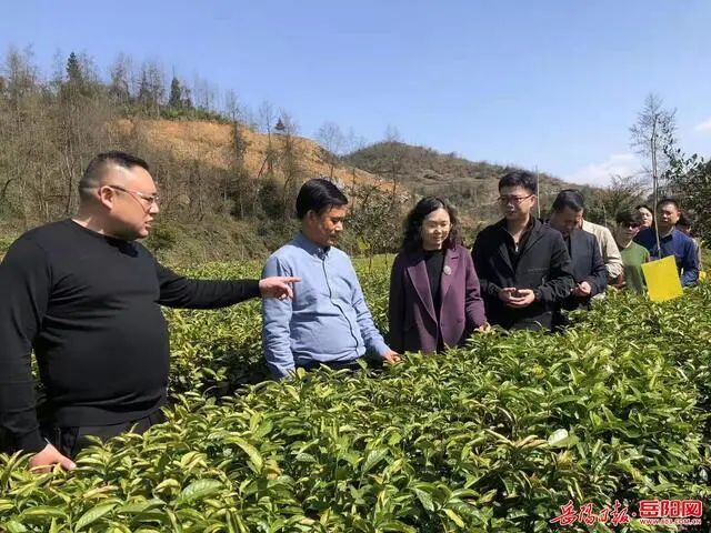 有关于岳阳市乡村振兴对口帮扶保靖县聚焦茶叶产业合作的内容
