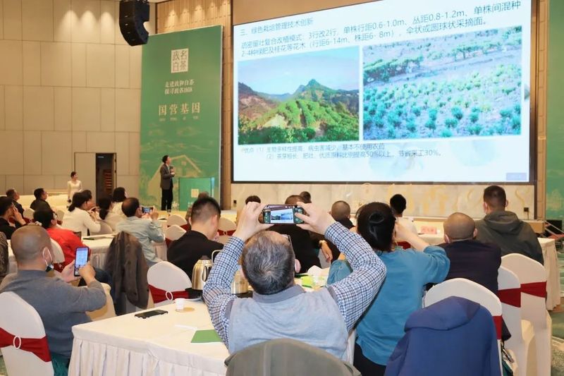 有关于剖析千年茶县的“走红之路”,政和白茶发展论坛顺利举行的新闻