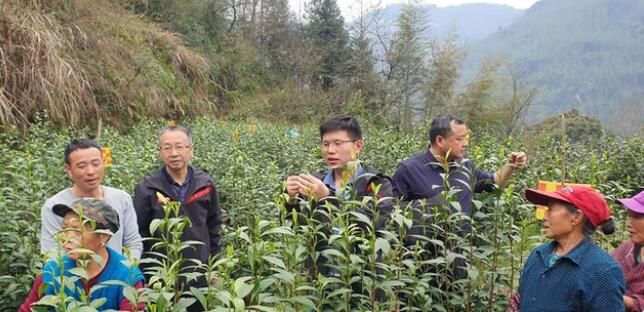 关于湘西州湘农大茶产业研究院专家组调研“湘西黄金茶春茶”生产的相关信息(3)
