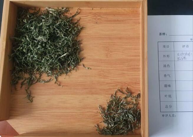 关于湘西州湘农大茶产业研究院专家组调研“湘西黄金茶春茶”生产的相关信息(11)