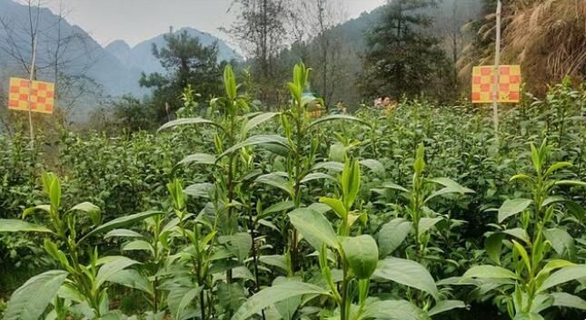 关于湘西州湘农大茶产业研究院专家组调研“湘西黄金茶春茶”生产的相关信息(2)
