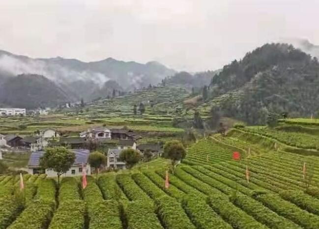 关于湘西州湘农大茶产业研究院专家组调研“湘西黄金茶春茶”生产的相关信息(10)