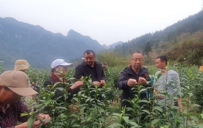 关于湘西州湘农大茶产业研究院专家组调研“湘西黄金茶春茶”生产的相关信息(17)