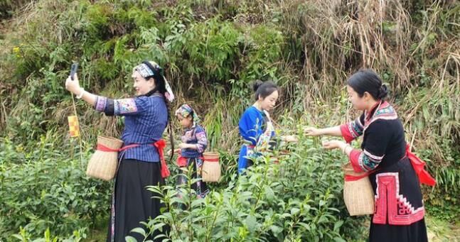 关于湘西州湘农大茶产业研究院专家组调研“湘西黄金茶春茶”生产的相关信息(5)