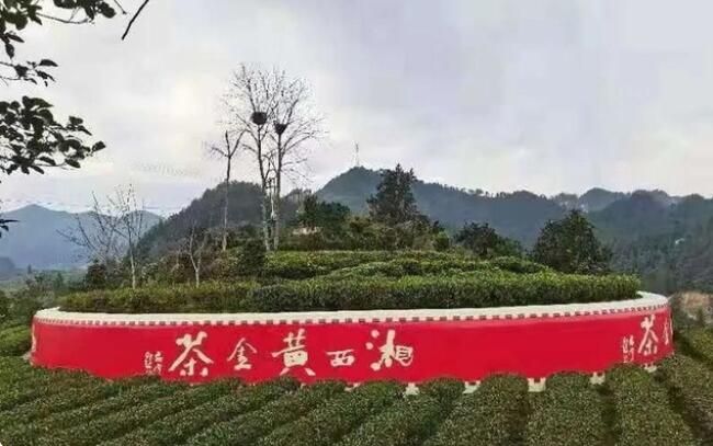关于湘西州湘农大茶产业研究院专家组调研“湘西黄金茶春茶”生产的相关信息