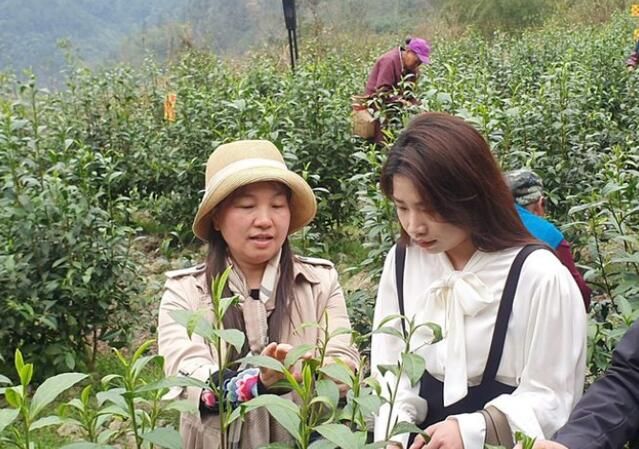 关于湘西州湘农大茶产业研究院专家组调研“湘西黄金茶春茶”生产的相关信息(14)