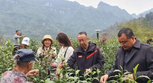 关于湘西州湘农大茶产业研究院专家组调研“湘西黄金茶春茶”生产的相关信息(1)