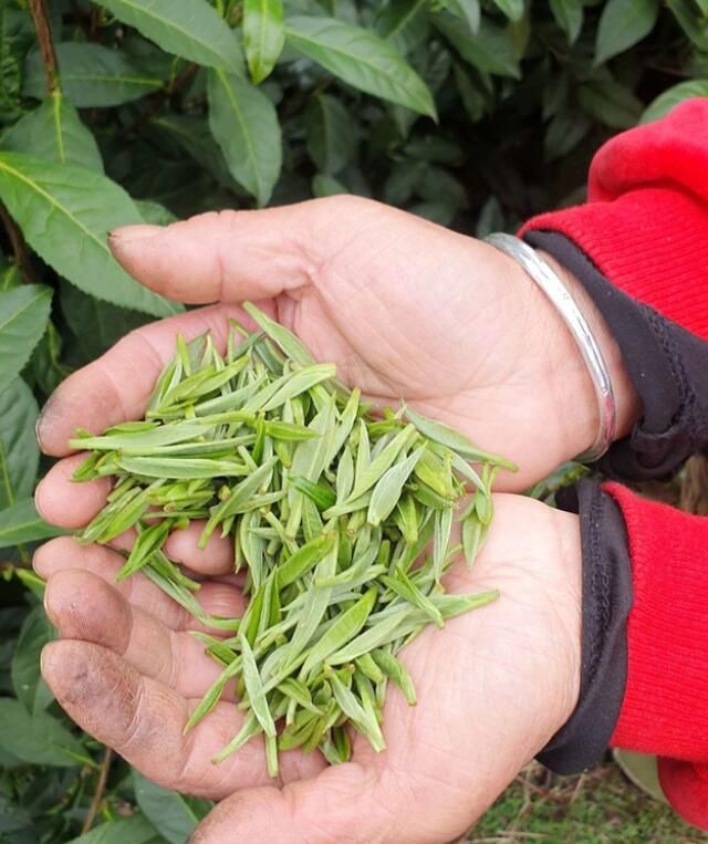 关于湘西州湘农大茶产业研究院专家组调研“湘西黄金茶春茶”生产的相关信息(4)