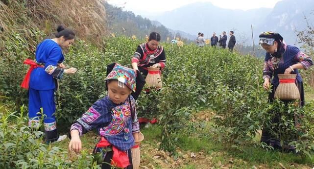 关于湘西州湘农大茶产业研究院专家组调研“湘西黄金茶春茶”生产的相关信息(13)