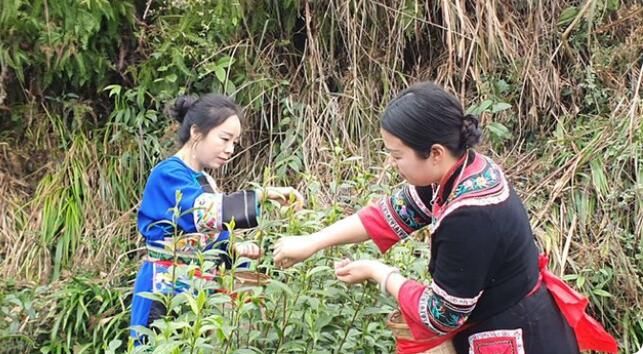 关于湘西州湘农大茶产业研究院专家组调研“湘西黄金茶春茶”生产的相关信息(16)