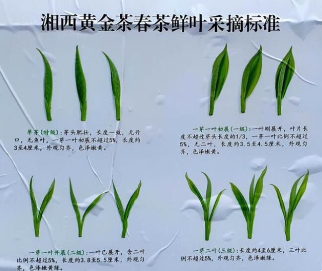 关于湘西州湘农大茶产业研究院专家组调研“湘西黄金茶春茶”生产的相关信息(6)