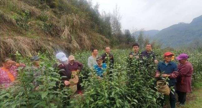 关于湘西州湘农大茶产业研究院专家组调研“湘西黄金茶春茶”生产的相关信息(12)