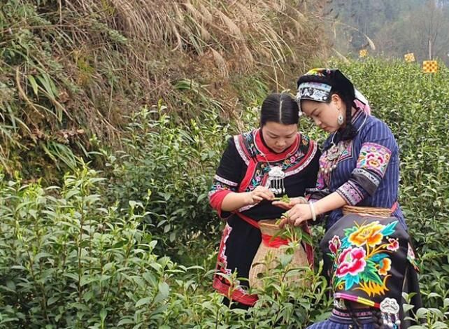 关于湘西州湘农大茶产业研究院专家组调研“湘西黄金茶春茶”生产的相关信息(15)