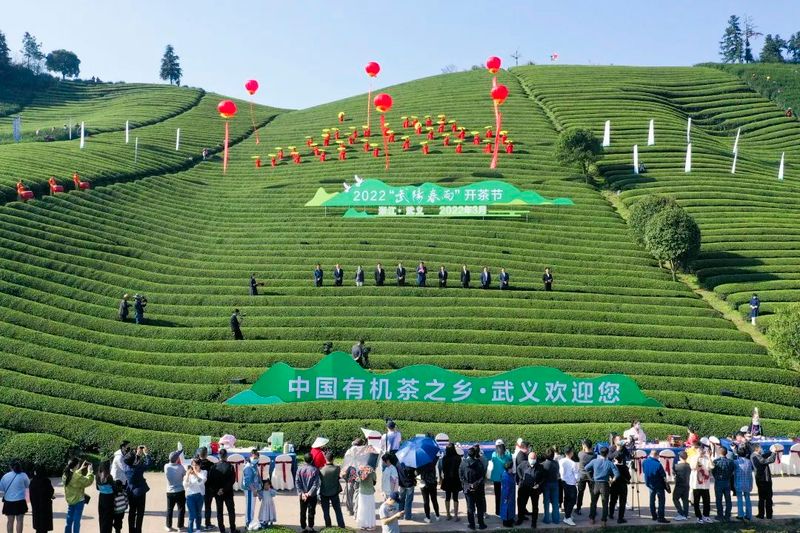 关于春天里 向共富,武义举行2022“武阳春雨”开茶节的新闻